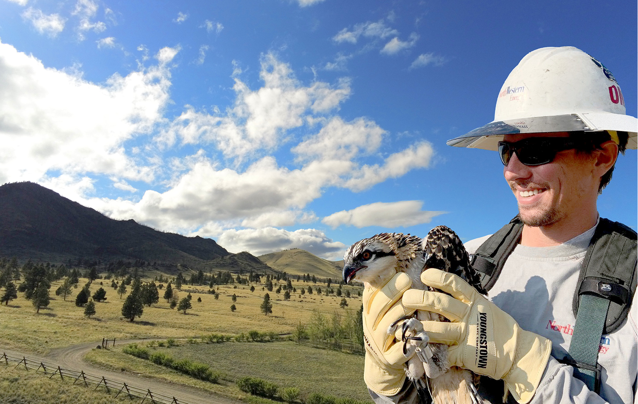 A NorthWestern Energy lineman holds an osprey